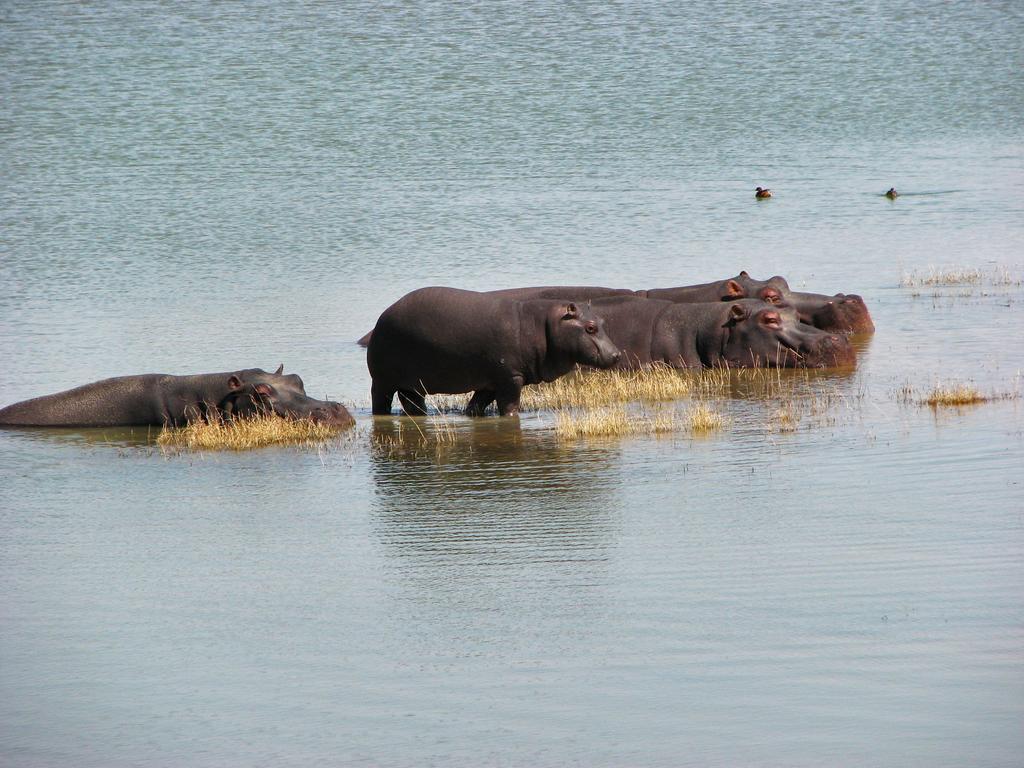 Ovita Wildlife Restcamp Okazize Экстерьер фото